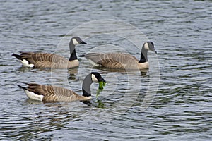 Three Canadian Geese Eating Sea Kelp