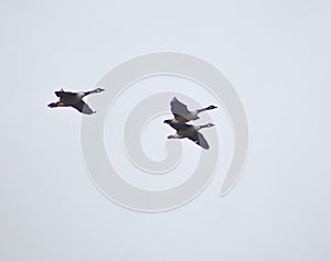 Three Canadian geese in flight