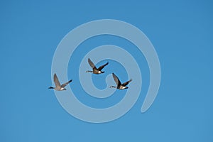 Three Canadian Geese Flying