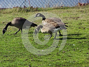Three Canadian Geese on grass