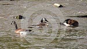 Three Canadian Geese Swimming in River