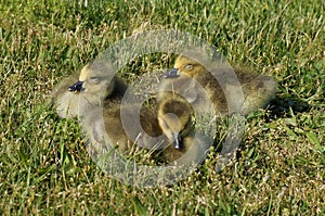 Three canadian goose chicks with closed eyes sit in the grass and sunbathe