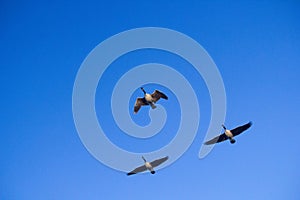 Three Canadian Honkers Geese