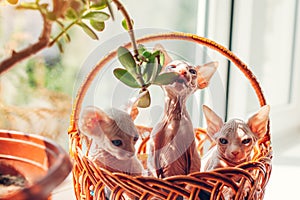 Three canadian sphynx kittens sitting in basket on window sill at home. Cat biting house plant playing with branch.