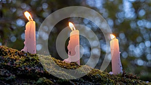 Three candles on a tree branch. In a forest. With a shallow depth of field and bokeh in the background