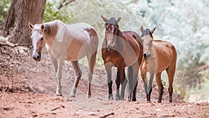Three Canyon Horses