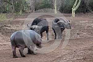 Three Cape Buffalo bulls staring down a hippo in Africa