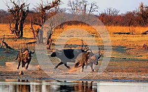 Three Cape Buffalo chasing each other next to a waterhole with golden sunlight