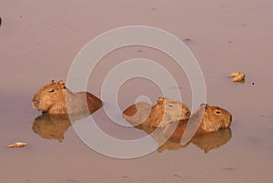 Three capybaras in the river