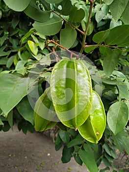 three Carambolas on the tree