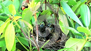 Three cardinal chicks in their nest no sound