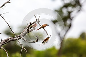 Three Carmine Bee Eaters