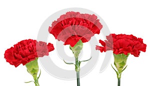 Three carnation flowers
