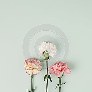Three carnation flowers on light mint background. Simple square composition