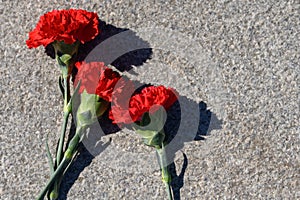 Three carnation flowers. Several red flowers near the monument. Marble granite slab of the monument. Red carnations on a stone