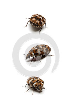 Three carpet beetles, isolated on white
