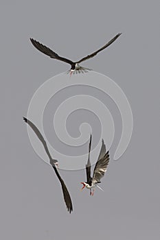 Three Caspian terns fighting in air photo
