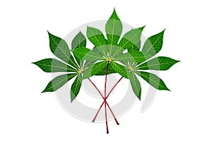 Three cassava leaves white background isolated closeup, fresh green cassava tree leaf, manioc plant branch, foliage, floral bunch