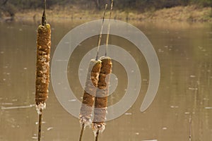 Three cat tails