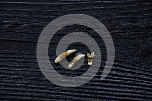 Three cat teeth pulled out after a visit to the dentist lie on a blackboard, teeth