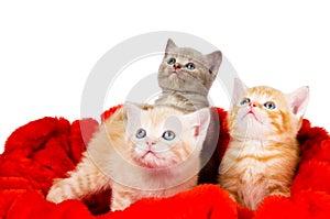 Three cat in velvet