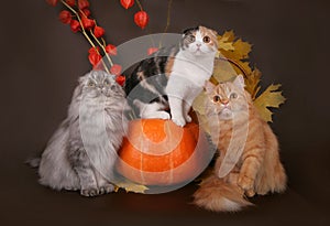 Three cats in the autumn still life.