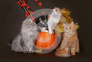 Three cats in the autumn still life.