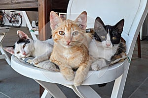 Three litle cats