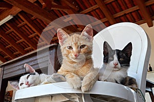 Three litle cats