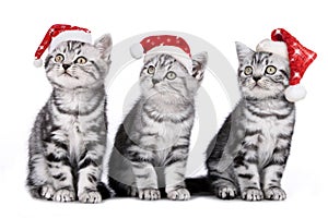 Three cats on christmas