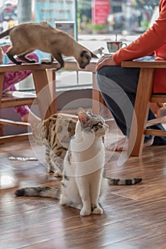 Three Cats and coffee