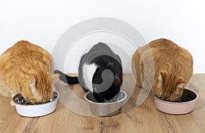 Three cats eating from bowls