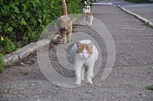 three cats follow each other on the asphalt