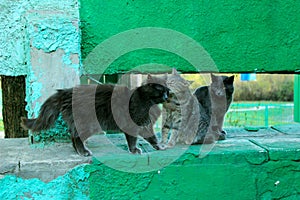 Three cats outdoor. Gray cats over green fence background.