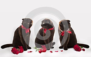 Three cats with red roses on a white background