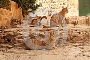 Three cats relaxing in the shade of a small alleyway in the old town of Mardin, Turkey