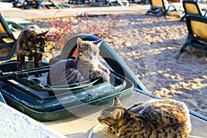 Three cats resting on plastic loungers, beach.