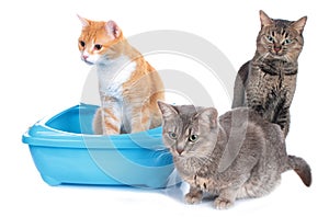 Three cats sitting beside cat litter box