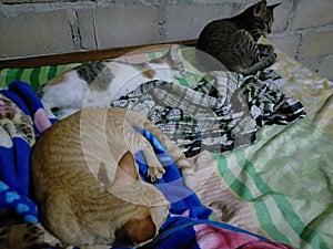 three cats are sleeping together on the bed