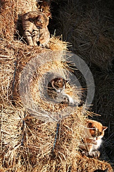 Three cats on straw