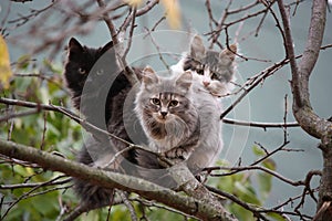 Three cats on tree
