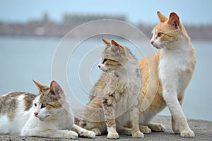 Three cats watching
