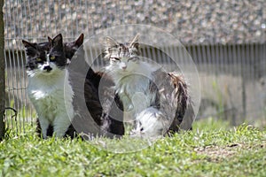 Three cats watching in the sunlight