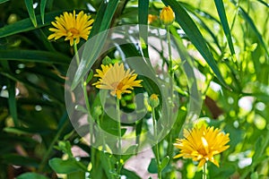 Three Catsear flowers growing in the corner of the garden