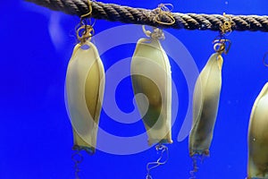 Three catshark eggs in an aquarium