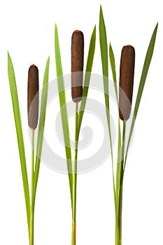 Three cattail stalks with cobs