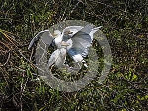 Three Cattle Egret Siblings Squabbling in a Tree