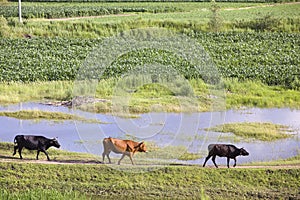 Three cattle at river bank in summer