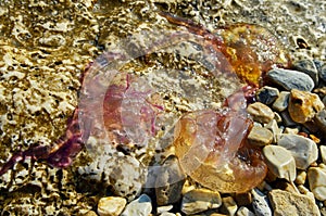 Three caught pink jellyfish Pelagia Noctiluca on a stones