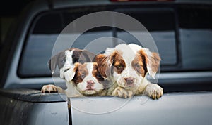 Three Cavalier King Charles Spaniels in the car trunk